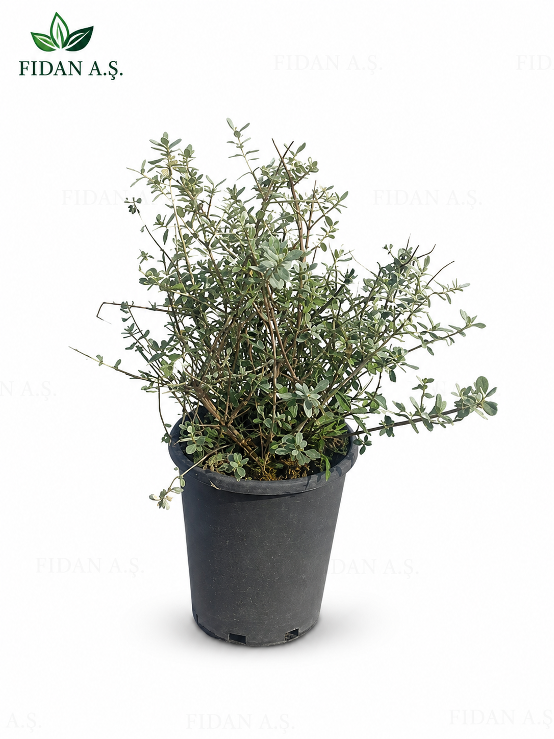 Zeytin çalısı